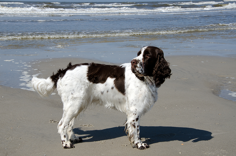 Bilder Hund Hunde Welpen Welpe Dog Dogs Pet Puppy Springer Spaniel