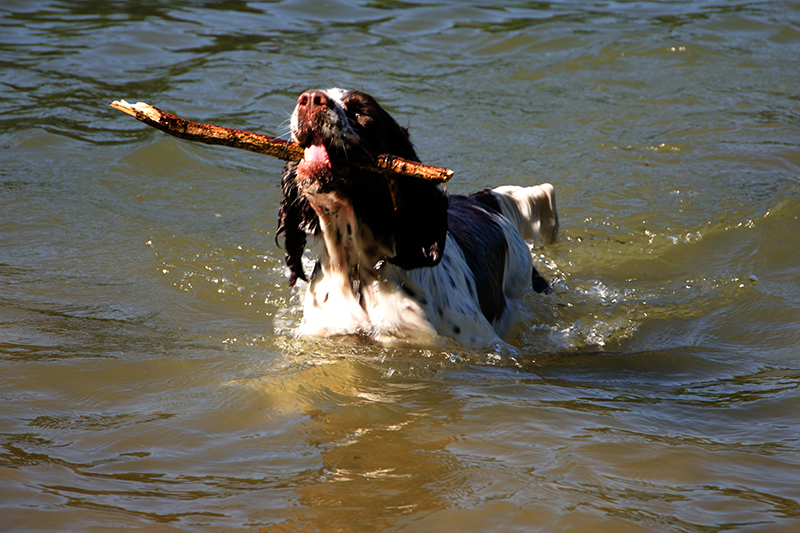 Bilder Hund Hunde Welpen Welpe Dog Dogs Pet Puppy Springer Spaniel