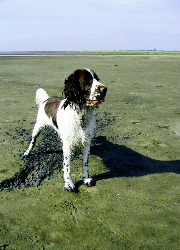 Springerspaniel Hund Welpe