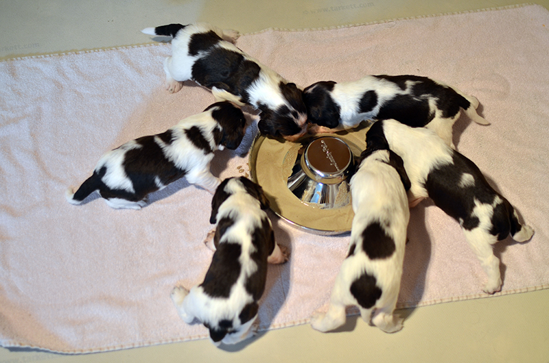 Springerspaniel Hund Welpe