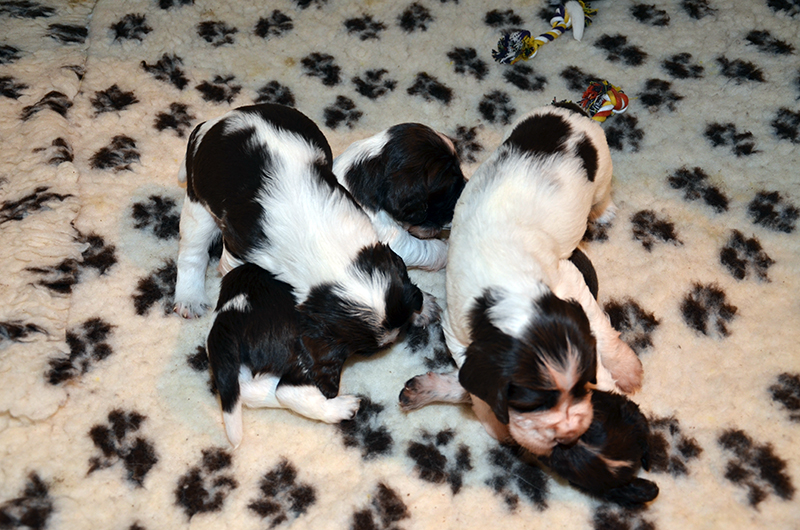 Springerspaniel