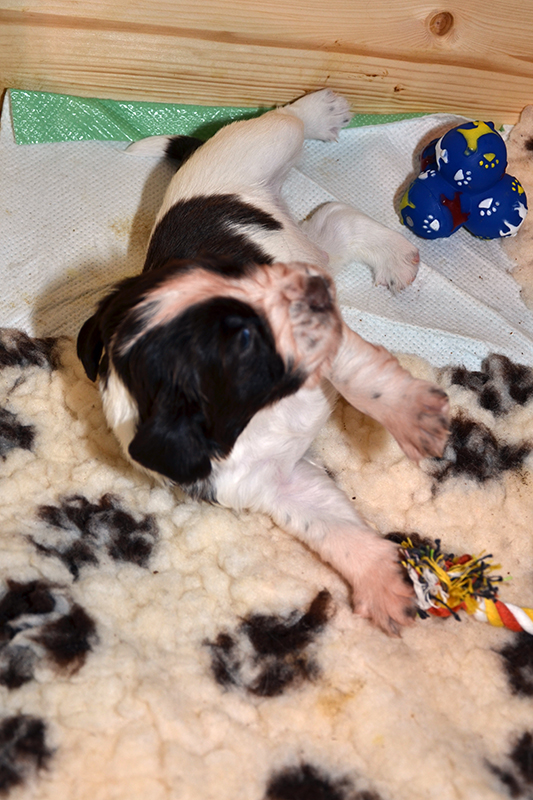 Springerspaniel