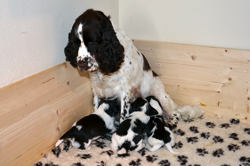 Springerspaniel