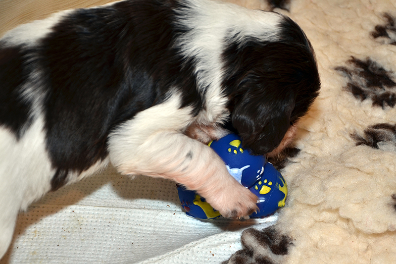 Springerspaniel