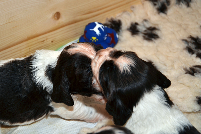 Springerspaniel