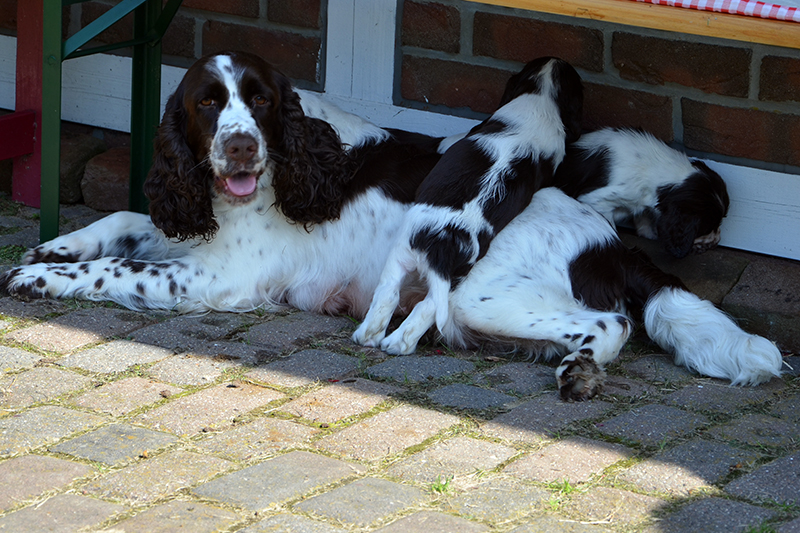 English Springer Spaniel