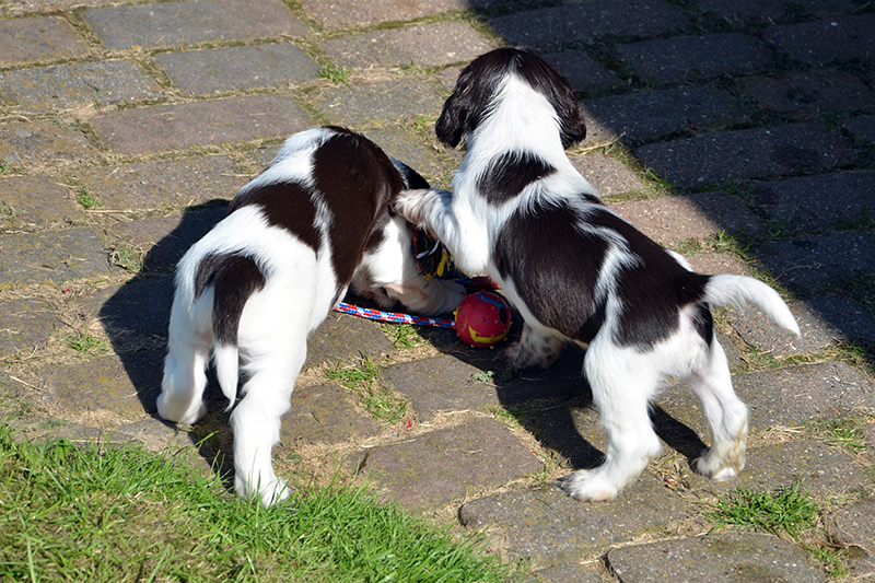 English Springer Spaniel