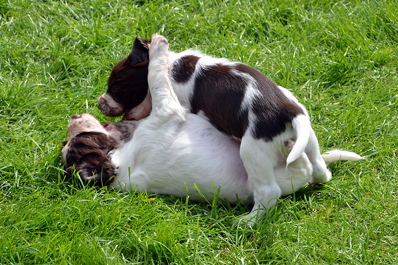 English Springer Spaniel