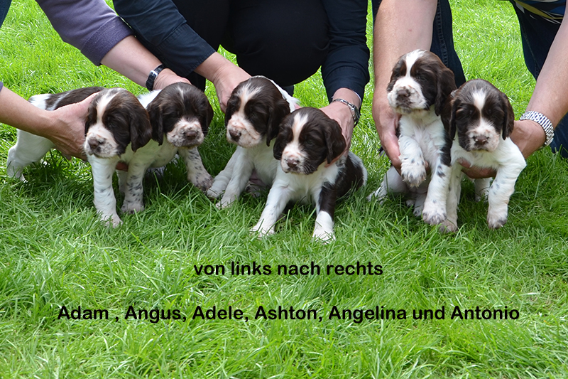 English Springer Spaniel