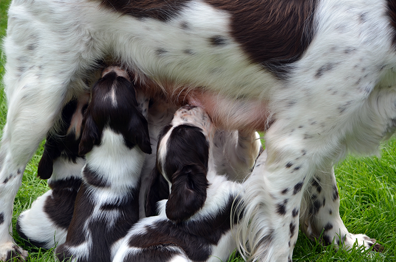 Welpen English Springer Spaniel