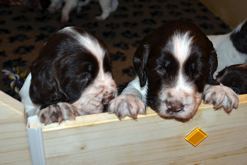 Welpen English Springer Spaniel