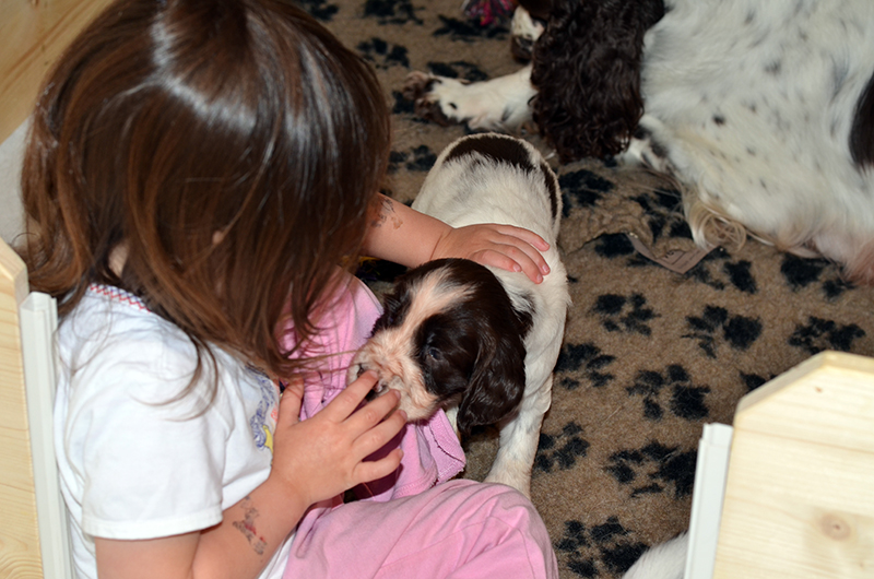 Welpen English Springer Spaniel