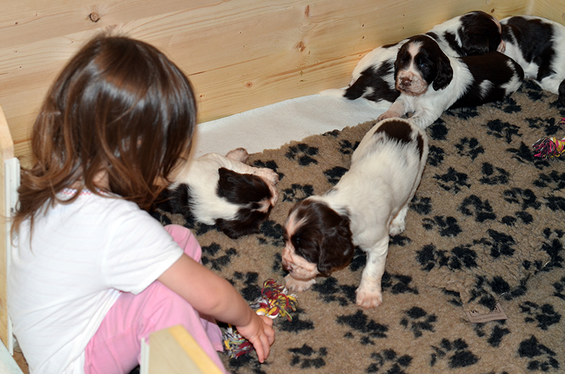 Welpen English Springer Spaniel