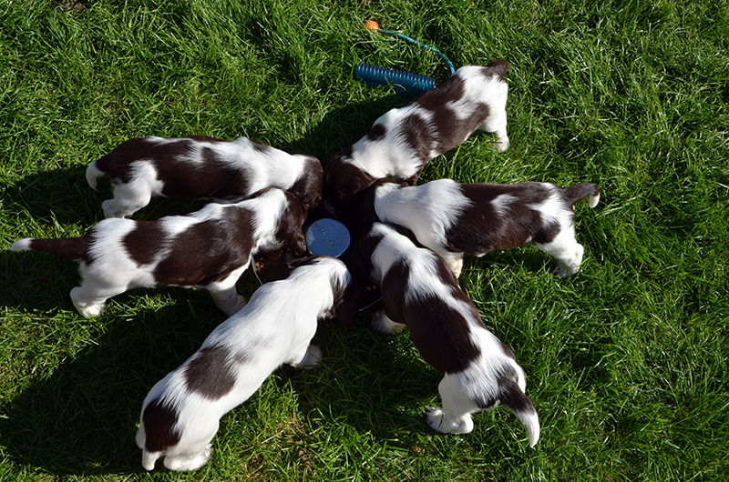 Welpen English Springer Spaniel