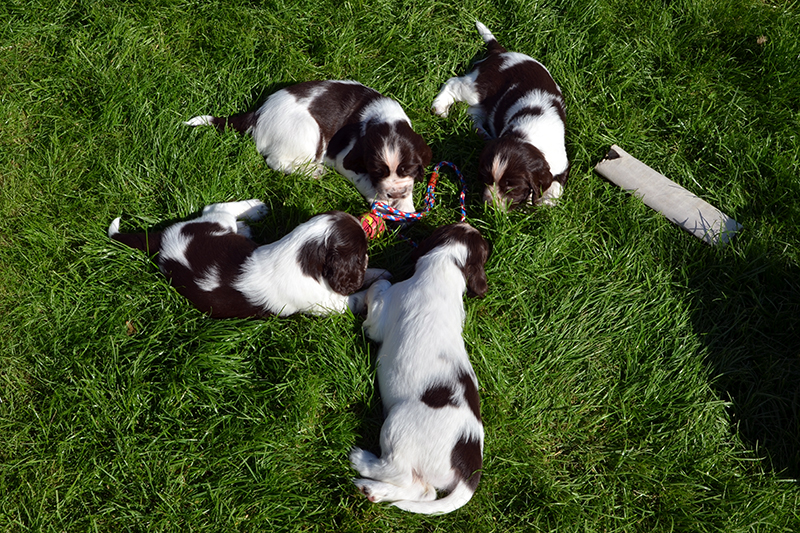 Zucht Springer Spaniel Hamburg