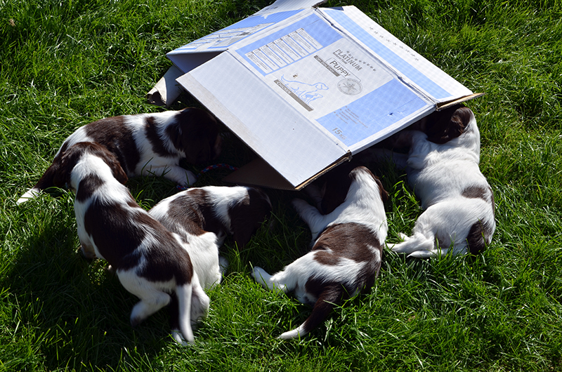 Zucht Springer Spaniel Hamburg