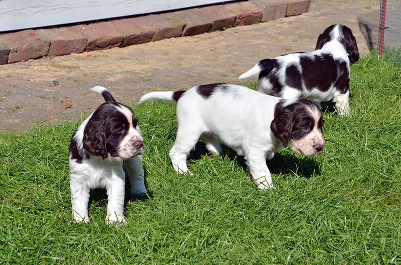 Zucht Springer Spaniel Hamburg