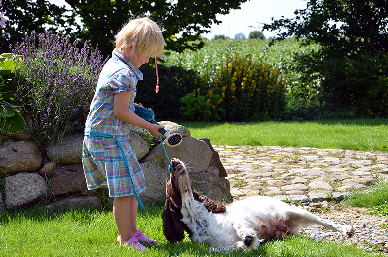 Zucht Springer Spaniel Hamburg