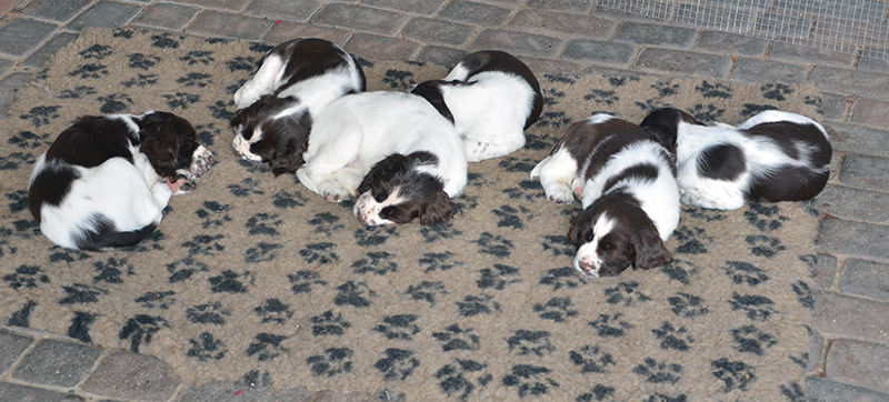 Springer Spaniel Hund