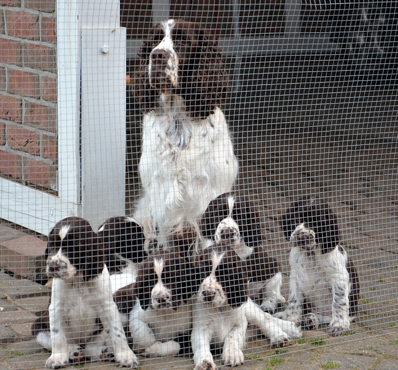 Springerspaniel Hunde