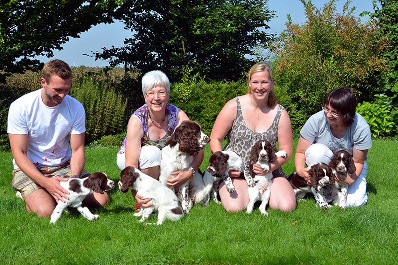 Hundezüchter Springer Spaniel Welpen