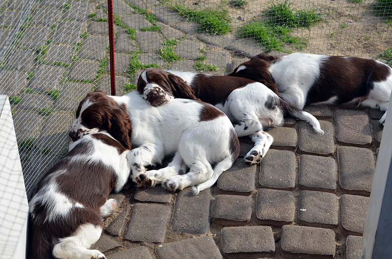 Hundezüchter Springer Spaniel Welpen